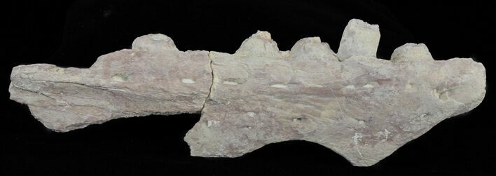 Mosasaur (Platecarpus) Jaw Section - Kansas #61436